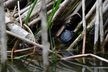 Vahşi nehir kaplumbağaları güneşin tadını çıkarırlar.