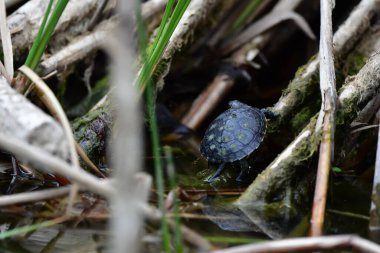 Vahşi nehir kaplumbağaları güneşin tadını çıkarırlar.