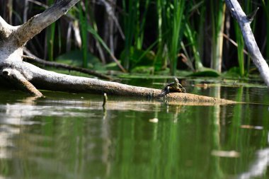Vahşi nehir kaplumbağaları güneşin tadını çıkarırlar.