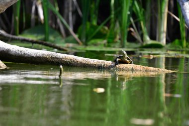 Vahşi nehir kaplumbağaları güneşin tadını çıkarırlar.