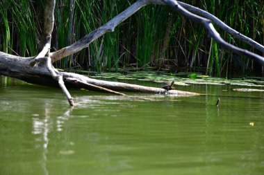 Vahşi nehir kaplumbağaları güneşin tadını çıkarırlar.