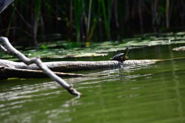 Vahşi nehir kaplumbağaları güneşin tadını çıkarırlar.