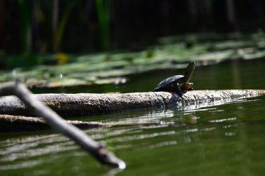 Vahşi nehir kaplumbağaları güneşin tadını çıkarırlar.