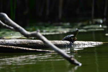 Vahşi nehir kaplumbağaları güneşin tadını çıkarırlar.