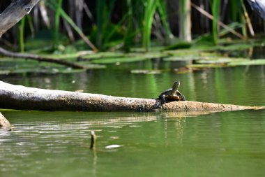 Vahşi nehir kaplumbağaları güneşin tadını çıkarırlar.