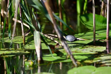 Vahşi nehir kaplumbağaları güneşin tadını çıkarırlar.