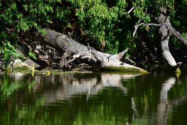 Vahşi nehir kaplumbağaları güneşin tadını çıkarırlar.