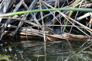 Vahşi nehir kaplumbağaları güneşin tadını çıkarırlar.