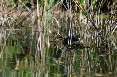 Vahşi nehir kaplumbağaları güneşin tadını çıkarırlar.