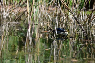 Vahşi nehir kaplumbağaları güneşin tadını çıkarırlar.