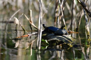 Vahşi nehir kaplumbağaları güneşin tadını çıkarırlar.