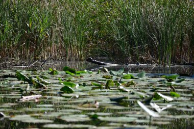 Vahşi nehir kaplumbağaları güneşin tadını çıkarırlar.