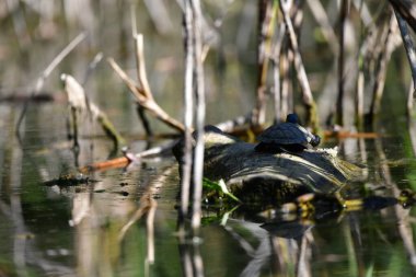 Vahşi nehir kaplumbağaları güneşin tadını çıkarırlar.