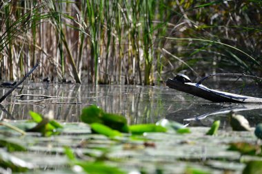 Vahşi nehir kaplumbağaları güneşin tadını çıkarırlar.