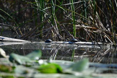 Vahşi nehir kaplumbağaları güneşin tadını çıkarırlar.