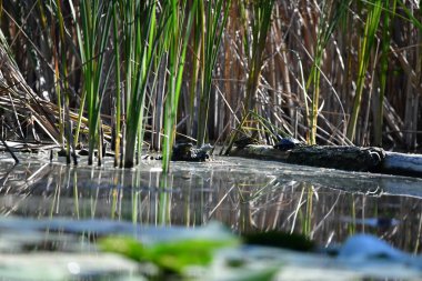 Vahşi nehir kaplumbağaları güneşin tadını çıkarırlar.