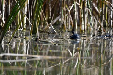 Vahşi nehir kaplumbağaları güneşin tadını çıkarırlar.