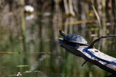 Vahşi nehir kaplumbağaları güneşin tadını çıkarırlar.