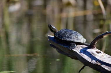 Vahşi nehir kaplumbağaları güneşin tadını çıkarırlar.