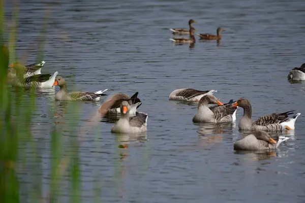 Patos Agua — Foto de Stock