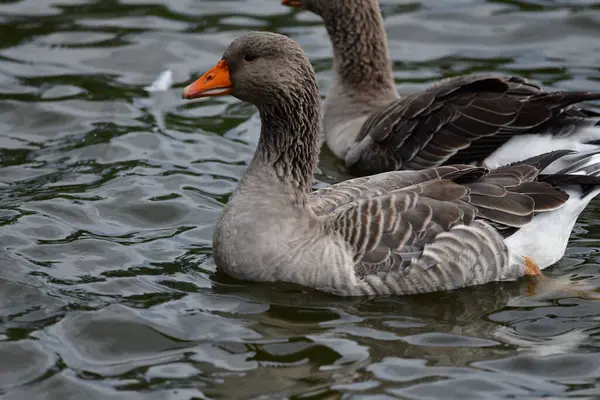 Eenden Het Water — Stockfoto