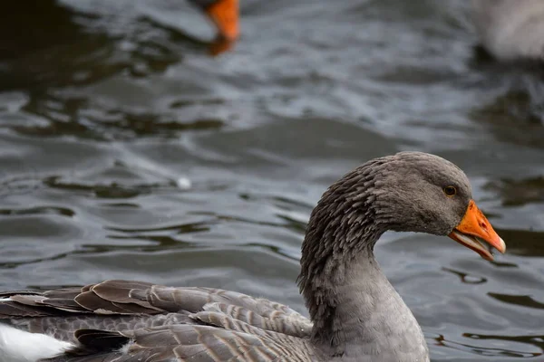 Anatre Sull Acqua — Foto Stock