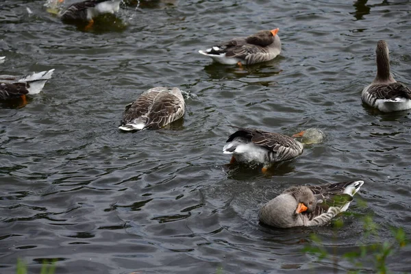 Patos Água — Fotografia de Stock