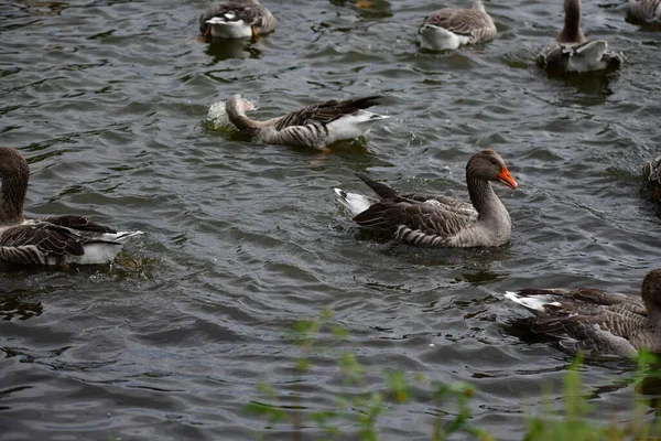 Patos Agua — Foto de Stock