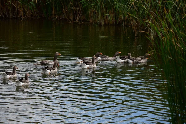 Eenden Het Water — Stockfoto