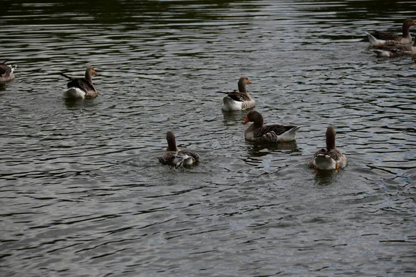 Ducks Water — Stock Photo, Image