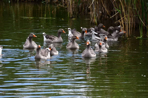 Patos Água — Fotografia de Stock