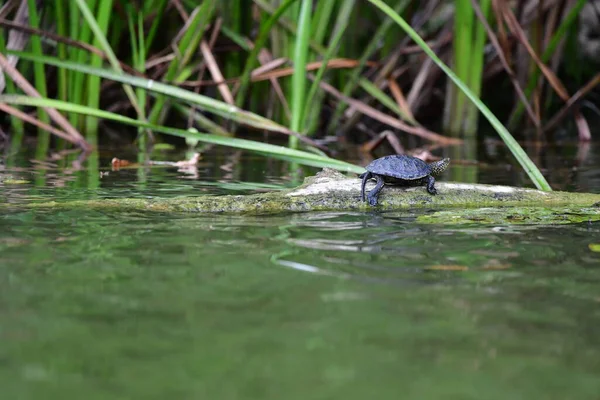 Vahşi nehir kaplumbağaları güneşin tadını çıkarırlar.