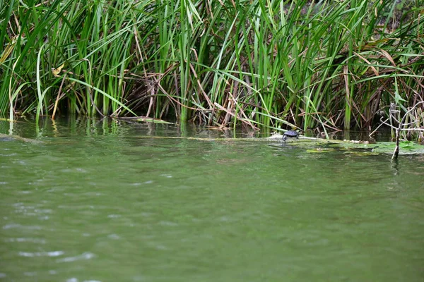 Vahşi nehir kaplumbağaları güneşin tadını çıkarırlar.