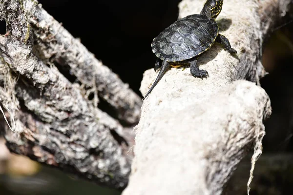 Vahşi nehir kaplumbağaları güneşin tadını çıkarırlar.