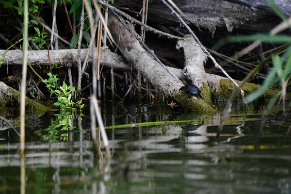 Vahşi nehir kaplumbağaları güneşin tadını çıkarırlar.