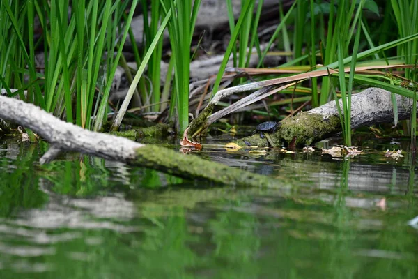 Vahşi nehir kaplumbağaları güneşin tadını çıkarırlar.