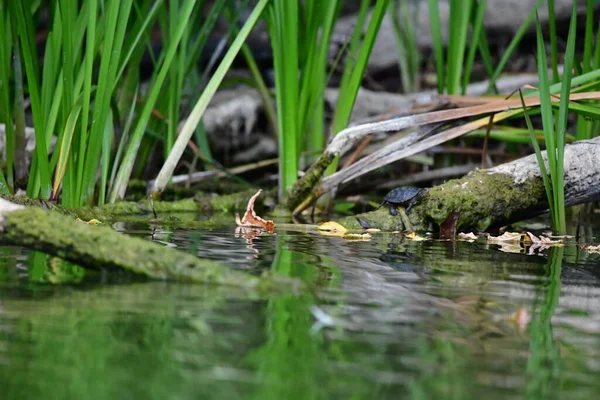Vahşi nehir kaplumbağaları güneşin tadını çıkarırlar.