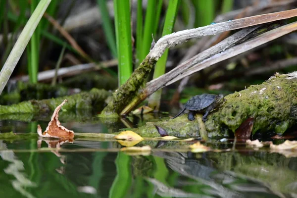 Vahşi nehir kaplumbağaları güneşin tadını çıkarırlar.
