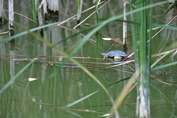 Vahşi nehir kaplumbağaları güneşin tadını çıkarırlar.