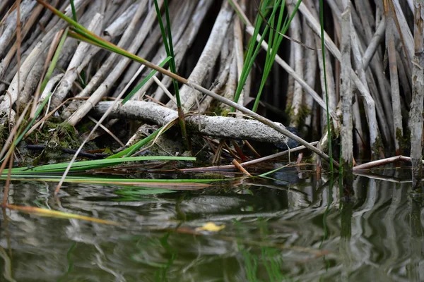 Vahşi nehir kaplumbağaları güneşin tadını çıkarırlar.
