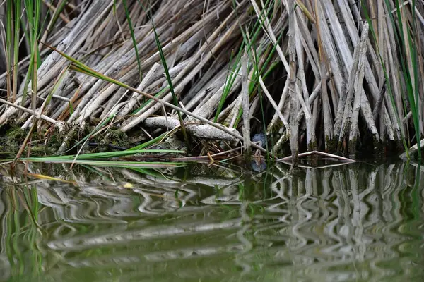 Vahşi nehir kaplumbağaları güneşin tadını çıkarırlar.