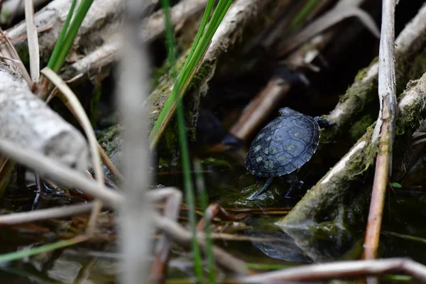 Vahşi nehir kaplumbağaları güneşin tadını çıkarırlar.