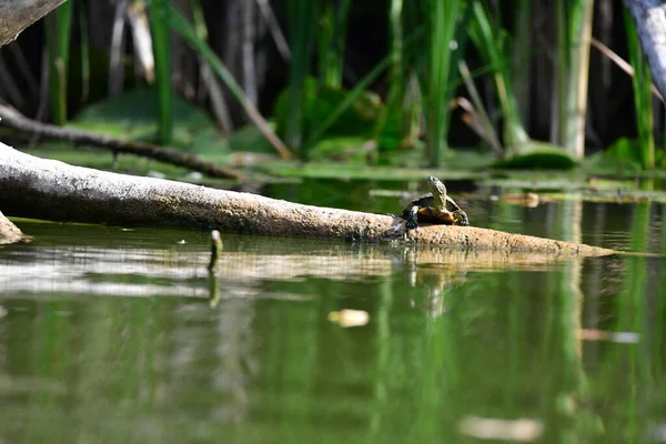 Vahşi nehir kaplumbağaları güneşin tadını çıkarırlar.