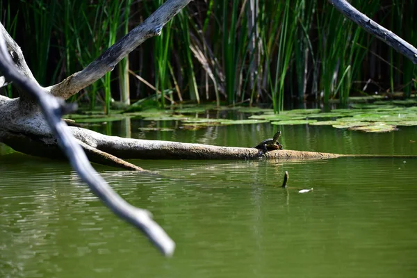 Dzikie Żółwie Rzeczne Wygrzewają Się Słońcu Dziennikach — Zdjęcie stockowe