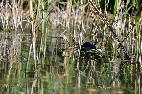 Wilde Flussschildkröten Sonnen Sich Auf Baumstämmen — Stockfoto