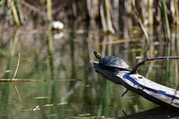 Vahşi nehir kaplumbağaları güneşin tadını çıkarırlar.