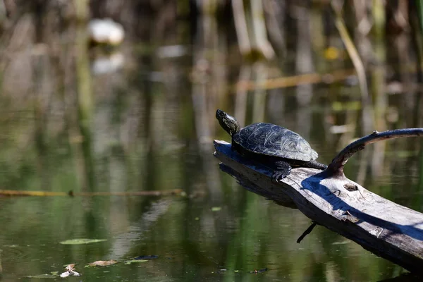 Vahşi nehir kaplumbağaları güneşin tadını çıkarırlar.