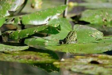 Yaprağın üzerindeki kurbağa
