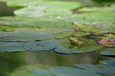 Yaprağın üzerindeki kurbağa