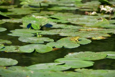Yaprağın üzerindeki kurbağa